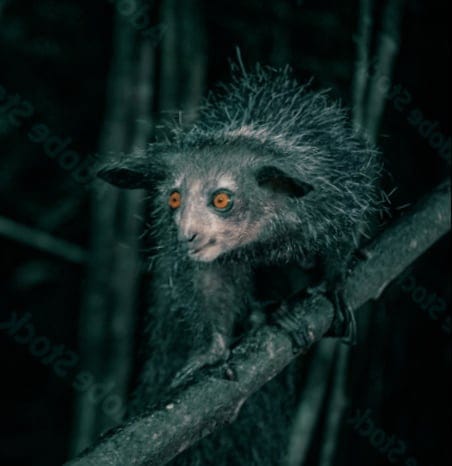 aye aye - Madagascar primates