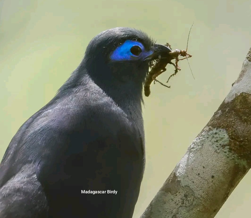 Blue Coua - endemic bird of Madagascar