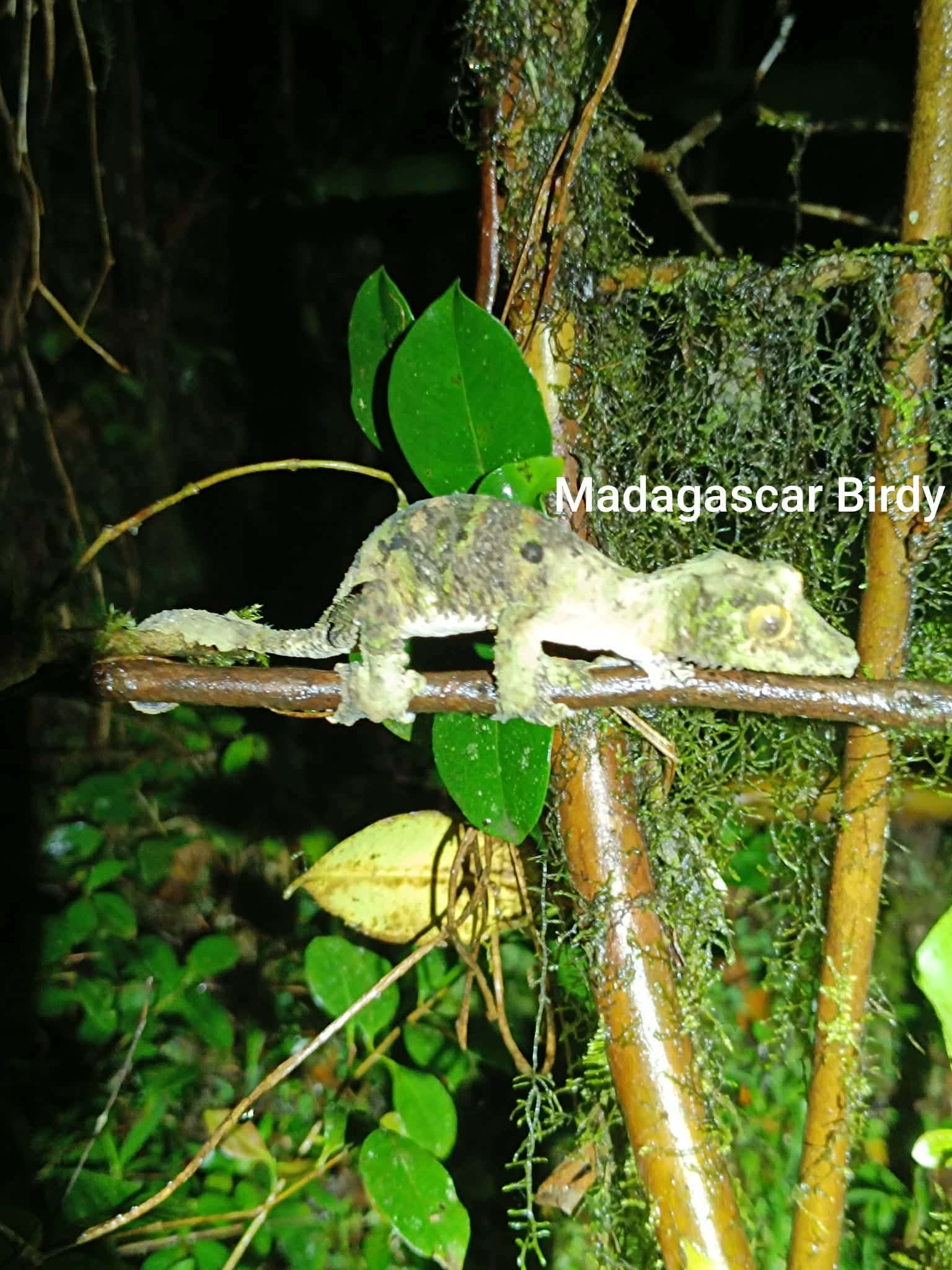 Chameleon - Madagascar endemic reptile