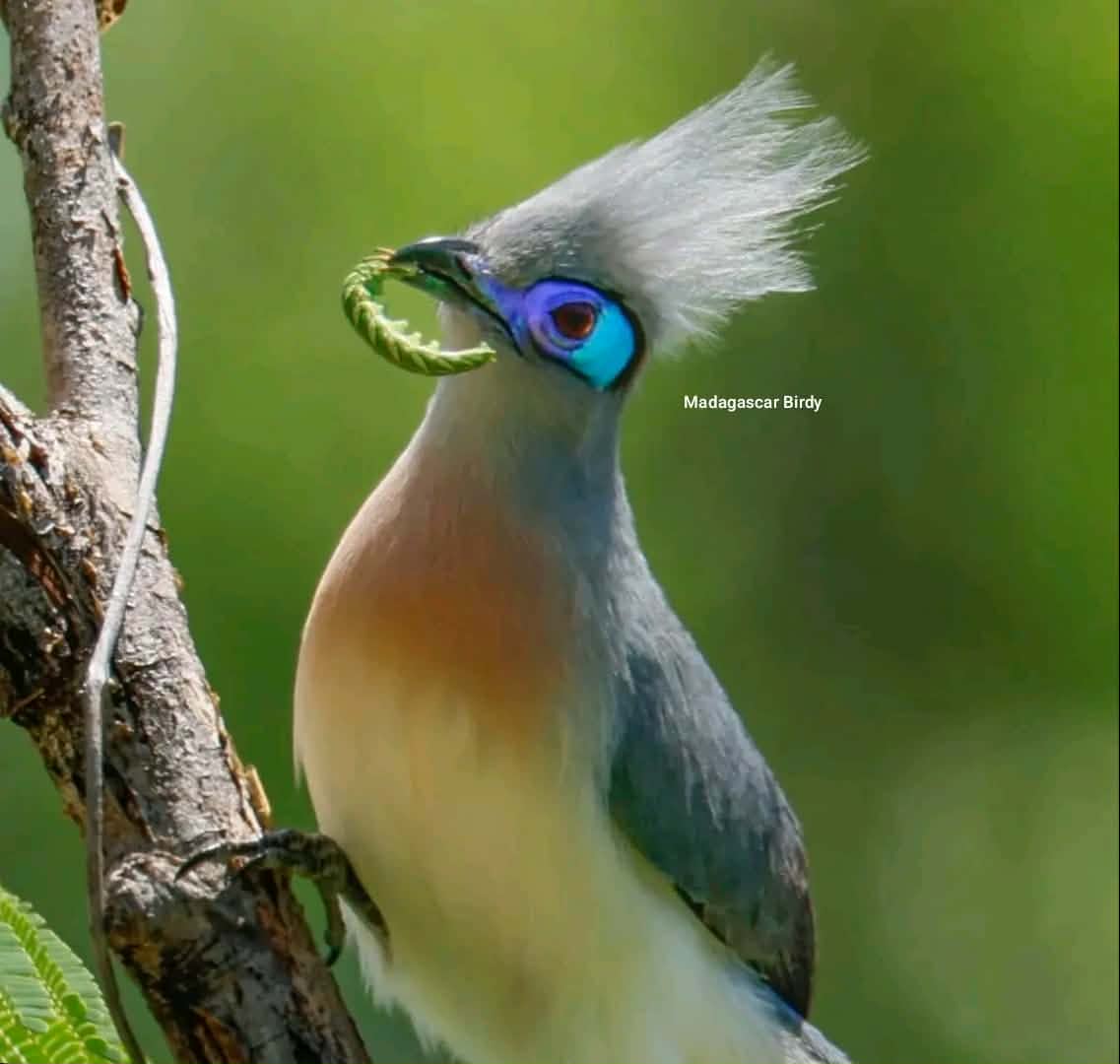 Crested Coua - endemic bird of Madagascar