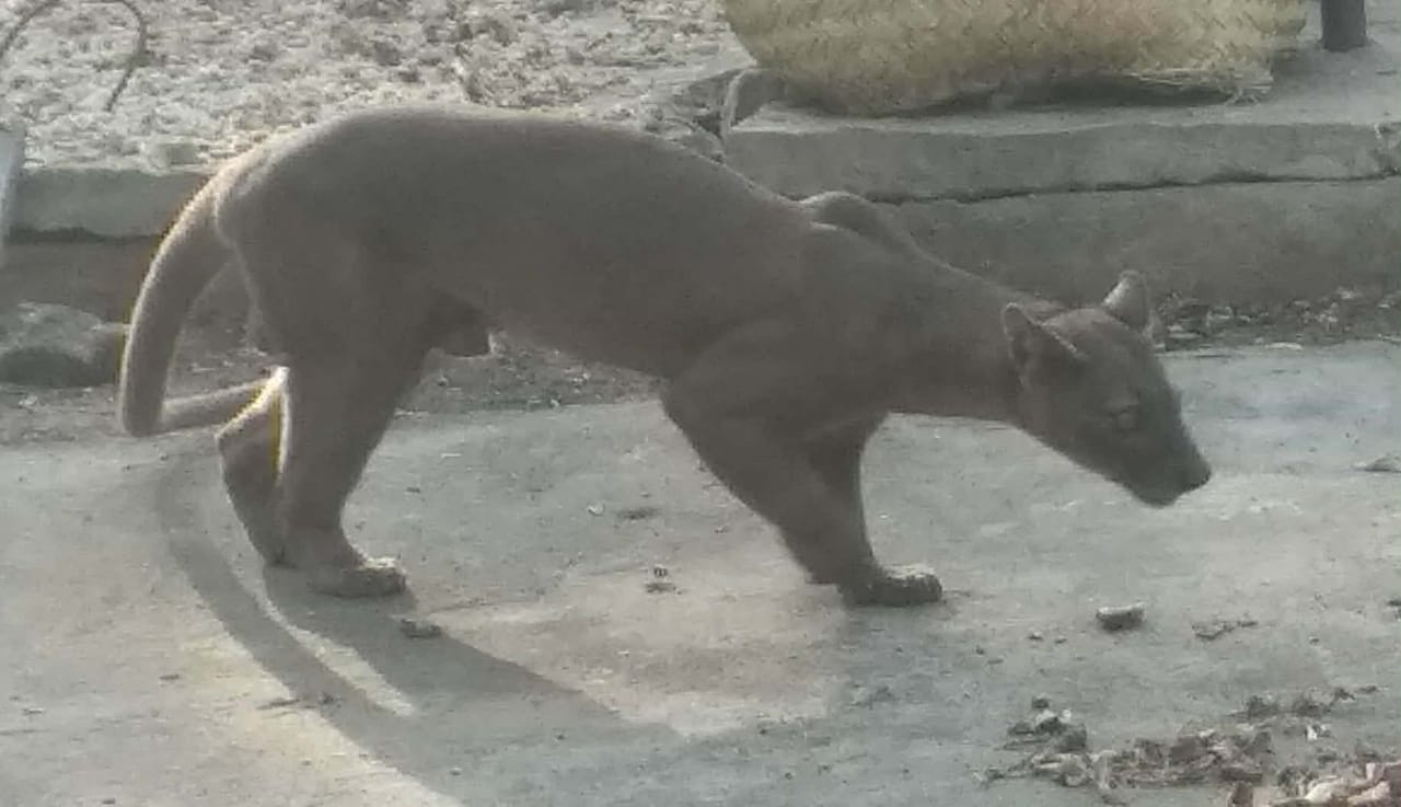 Fosa - Madagascar primates