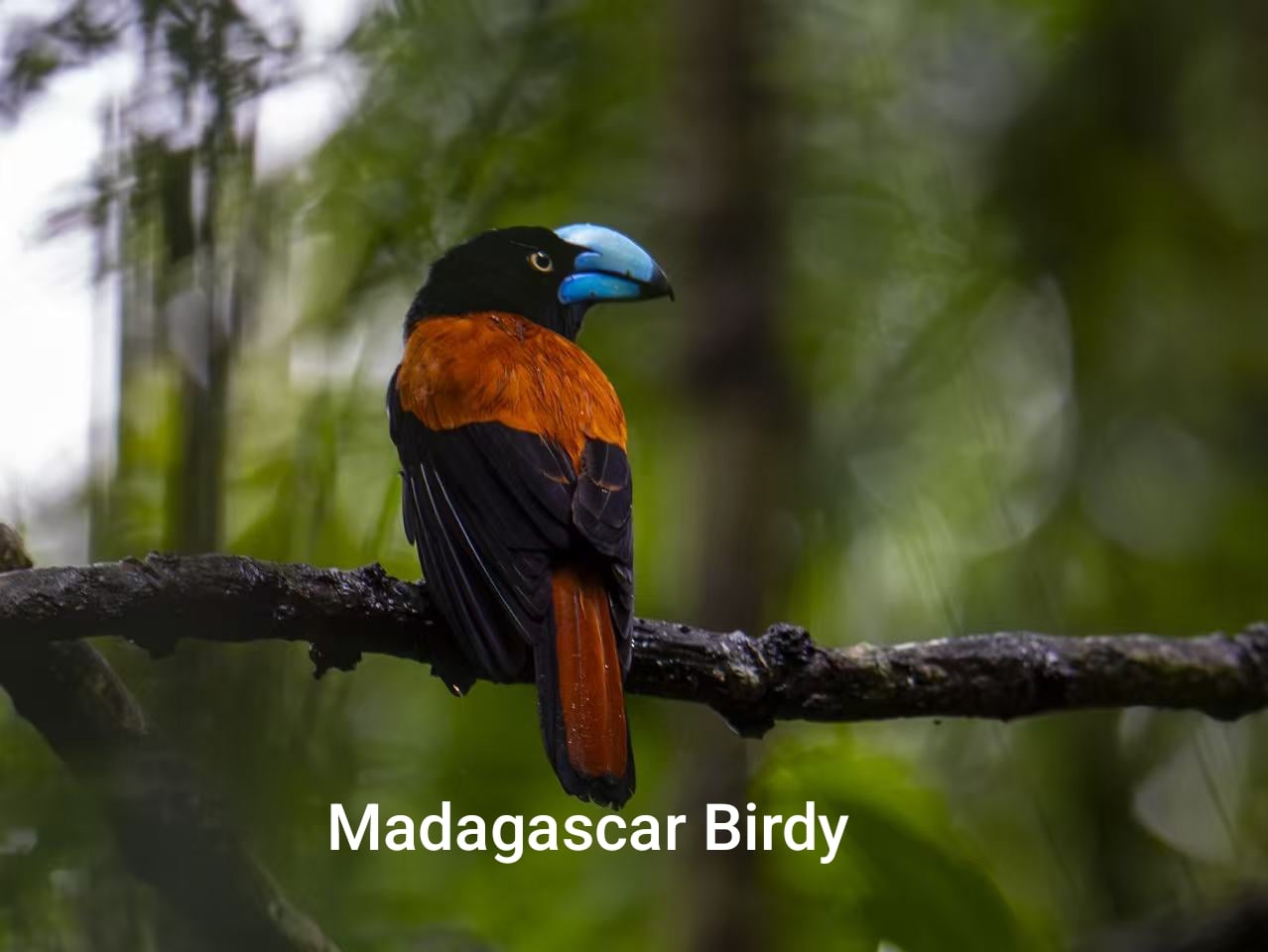 Helmet Vanga - endemic Madagascar bird species