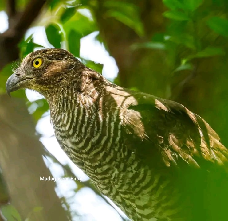 Henst's Goshawk - Madagascar endemic raptor