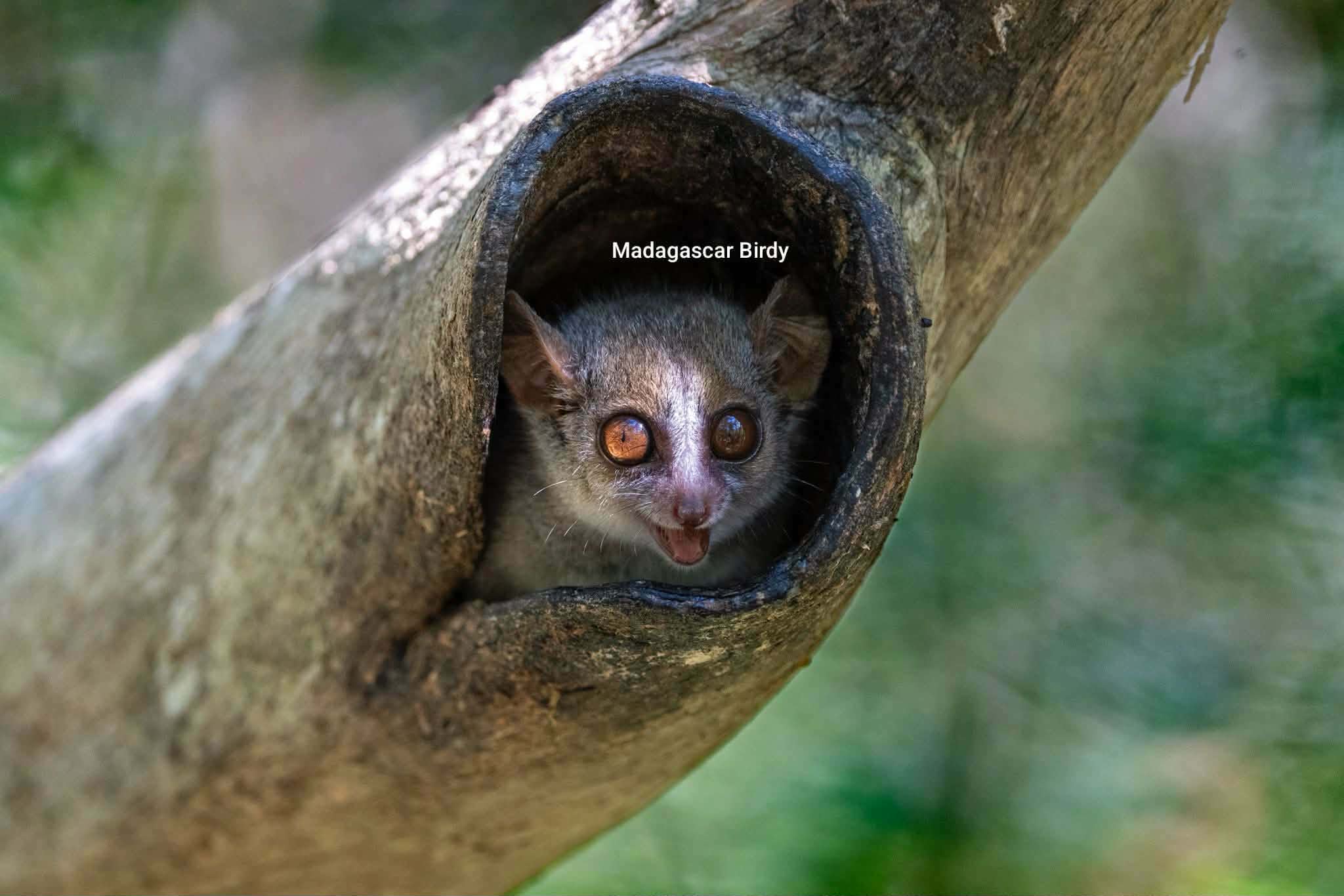 Mouse Lemur - Madagascar endemic primate