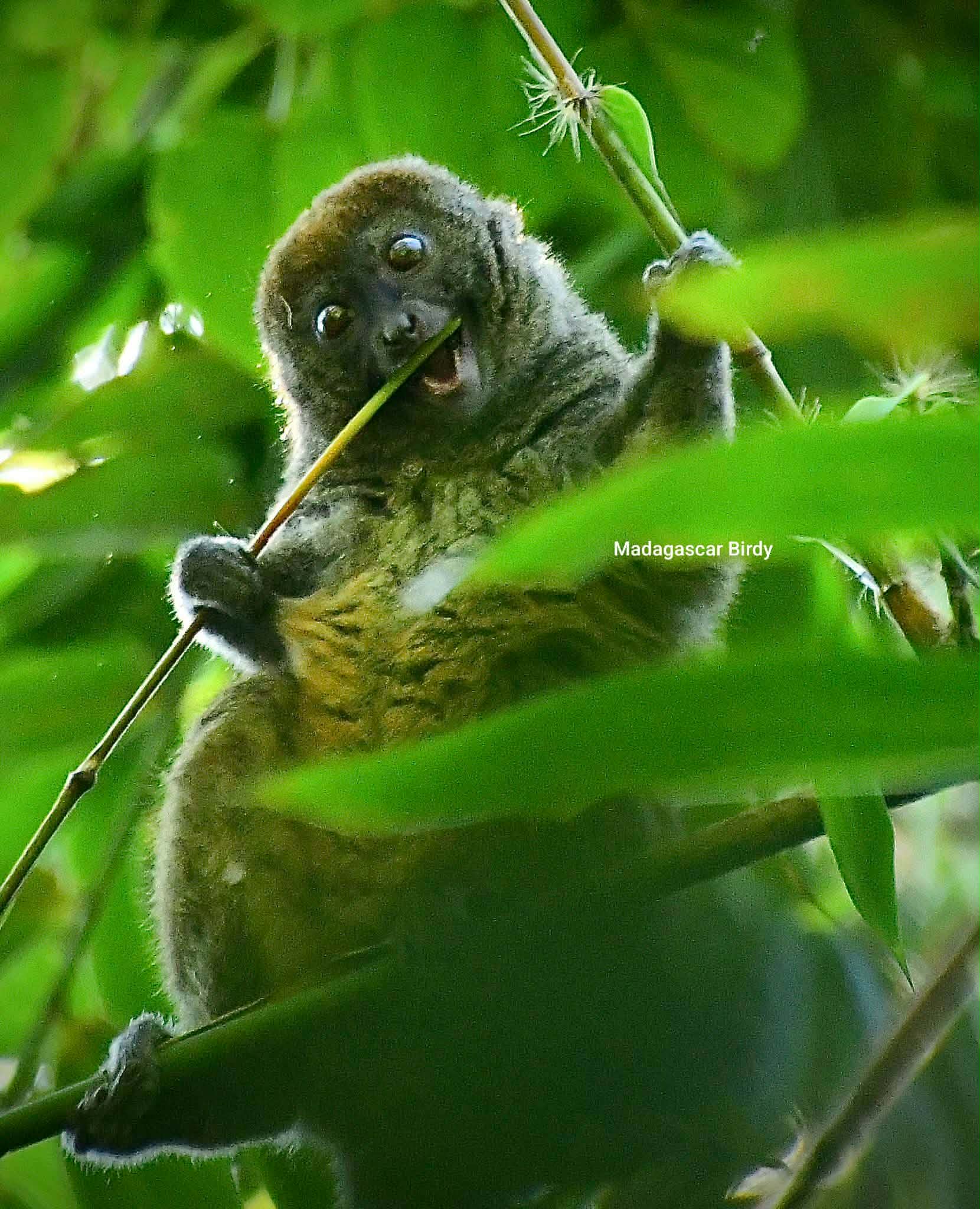 Grey Bamboo Lemur - Madagascar primates