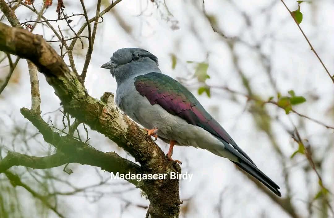 Madagascar Cuckoo Roller - endemic bird species