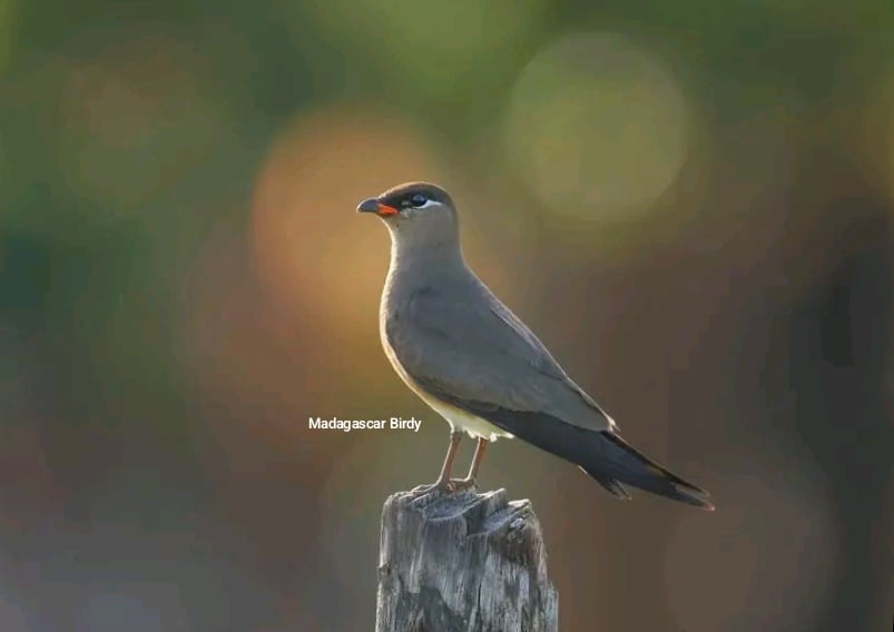 Madagascar Pratincole - endemic shorebird