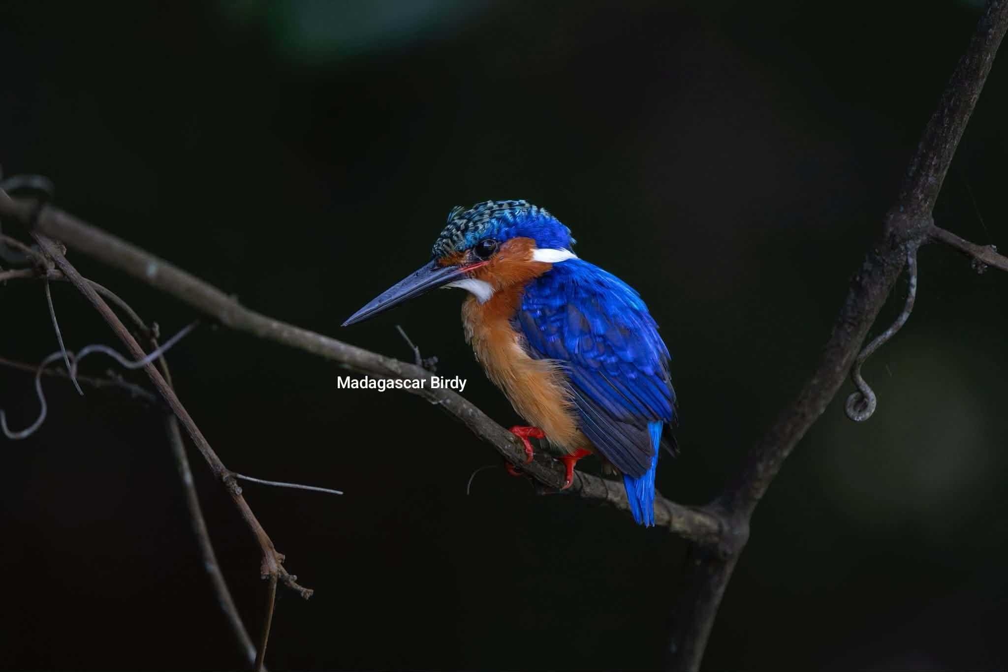 Malagasy Kingfisher - endemic Madagascar bird