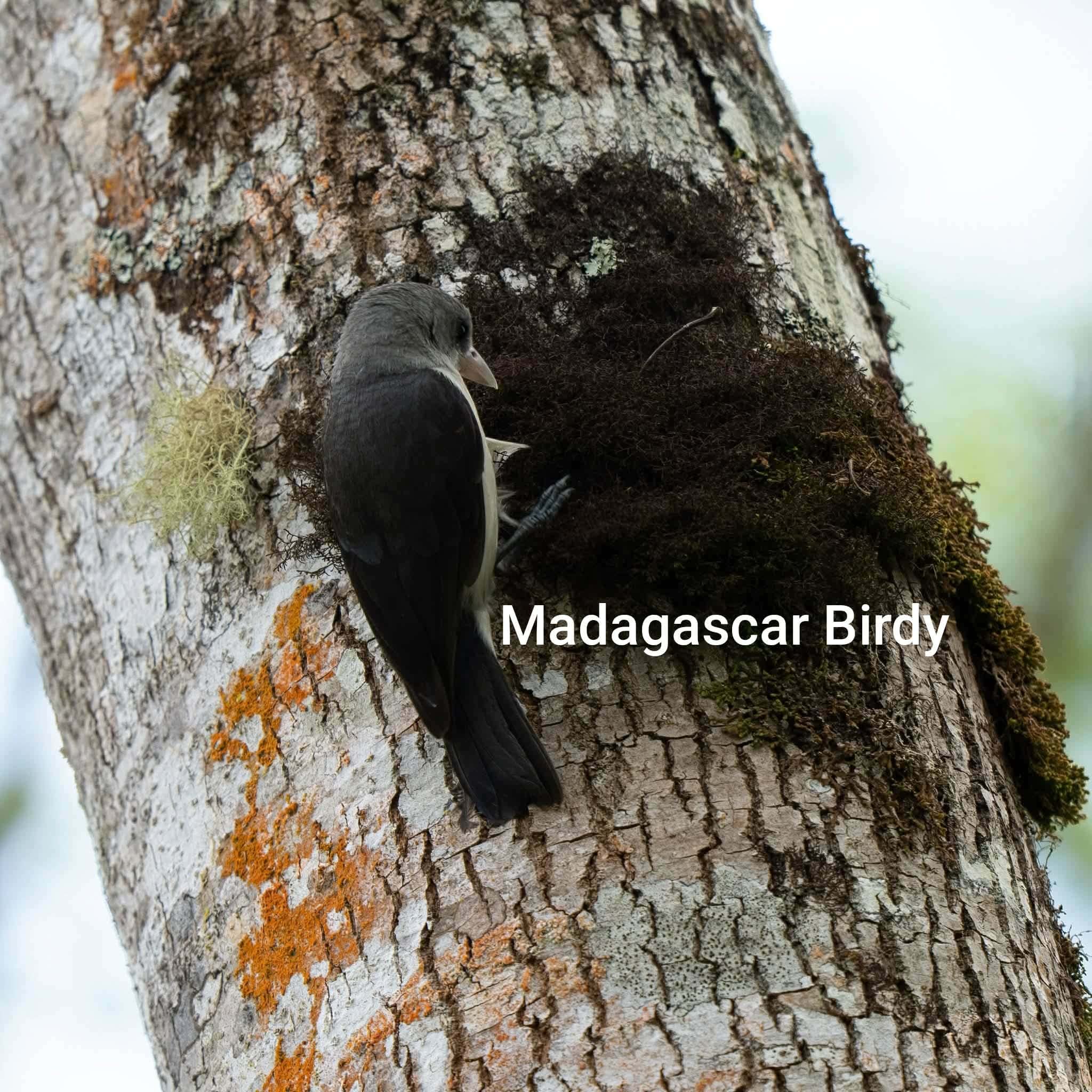 Nuthatch Vanga - endemic Madagascar bird