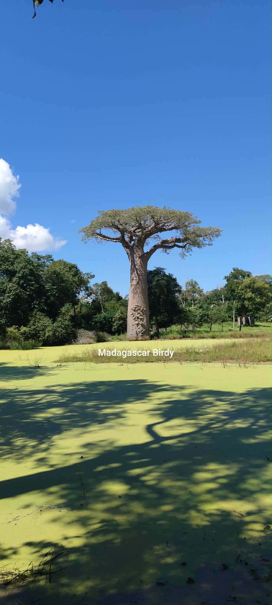 Madagascar rainforest landscape