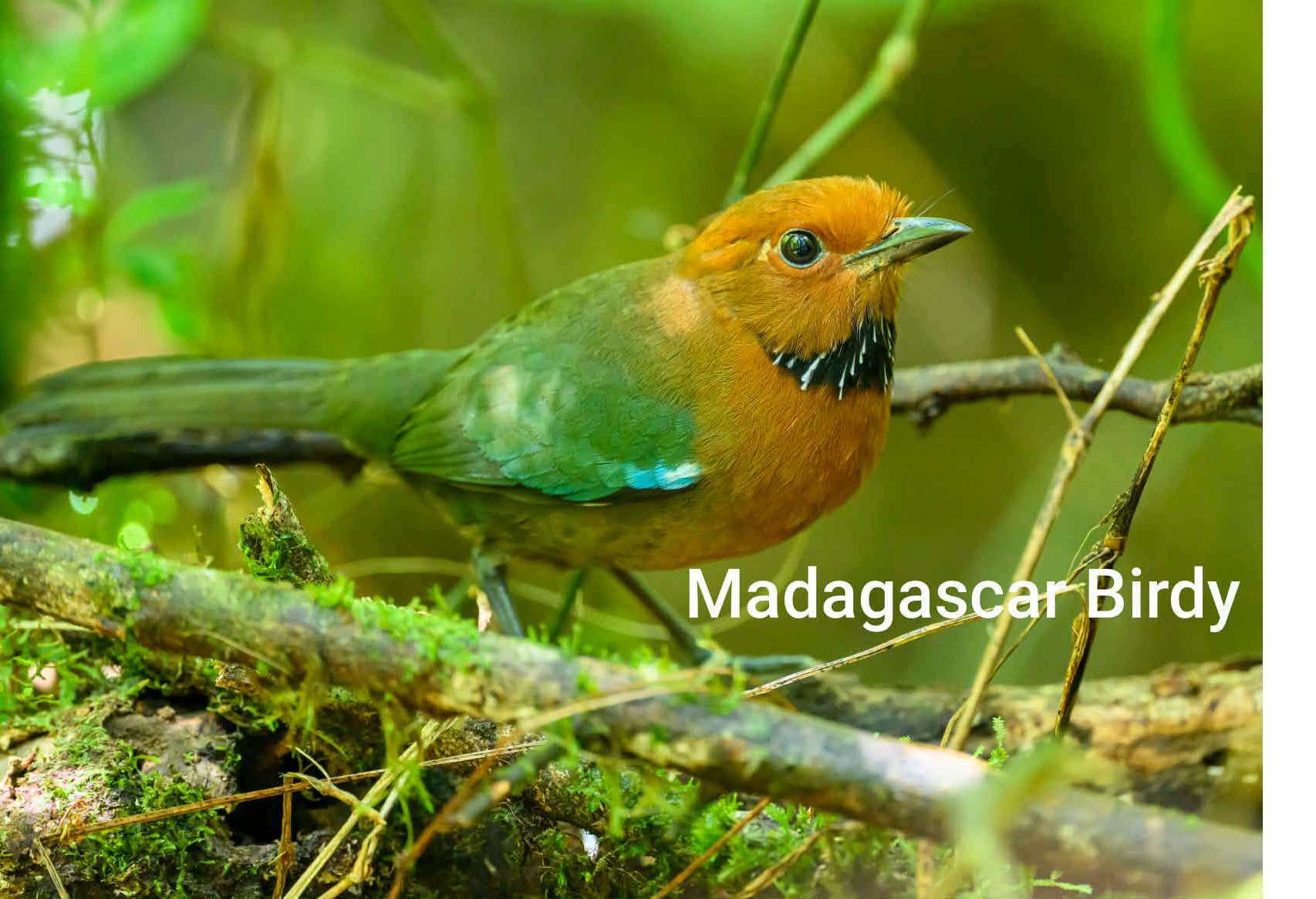 Rufous Headed Ground Roller - rare endemic Madagascar bird