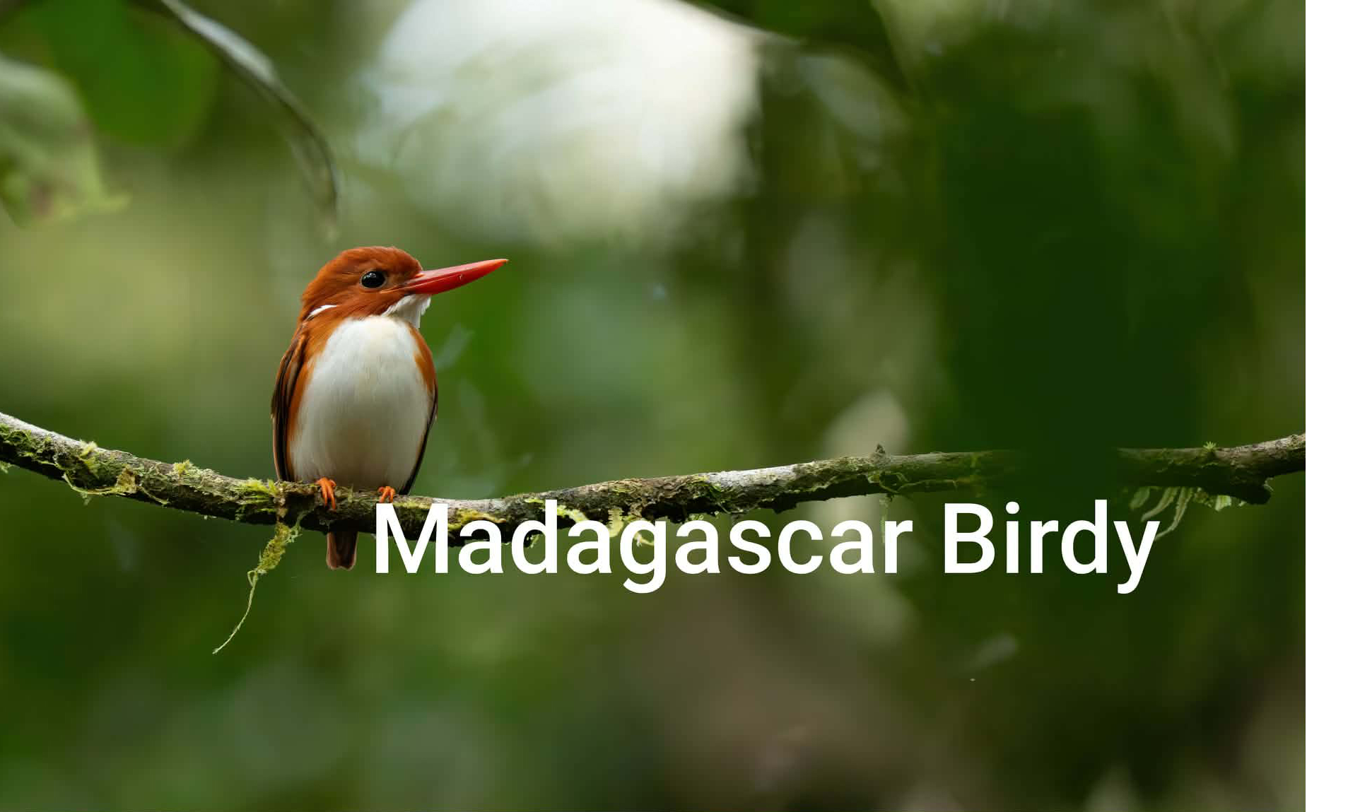 Madagascar Pygmy Kingfisher - tiny endemic bird