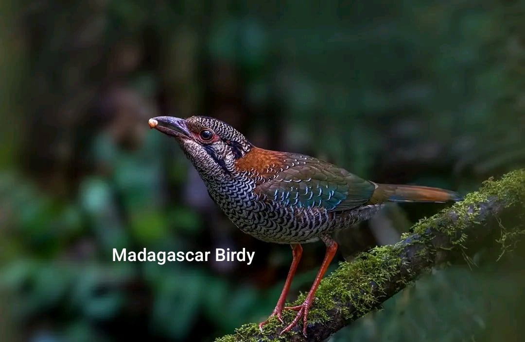 Scaly Ground Roller - endemic Madagascar bird