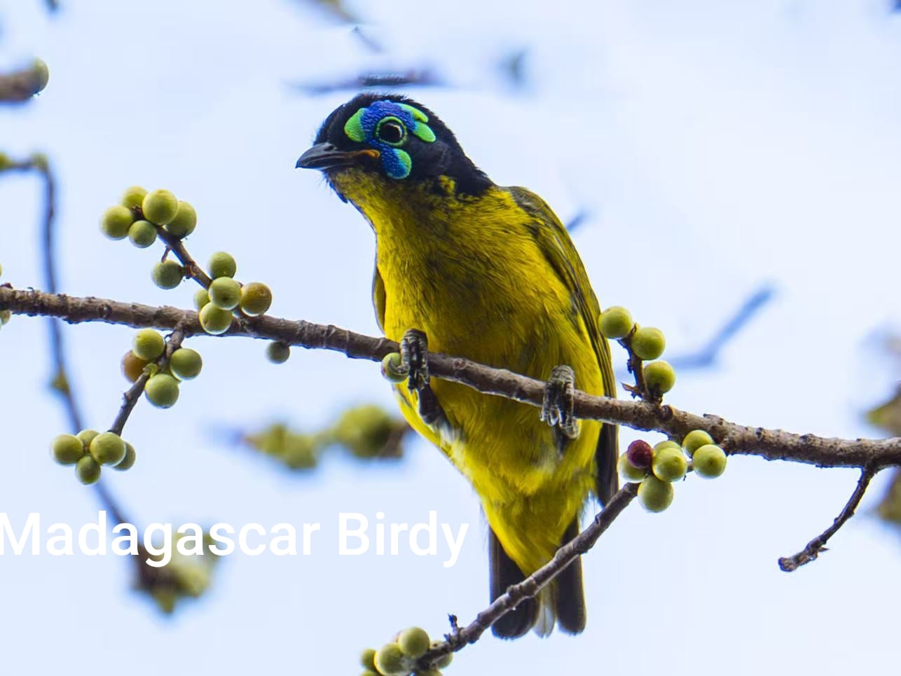 Schlegel's Asity - rare endemic Madagascar bird