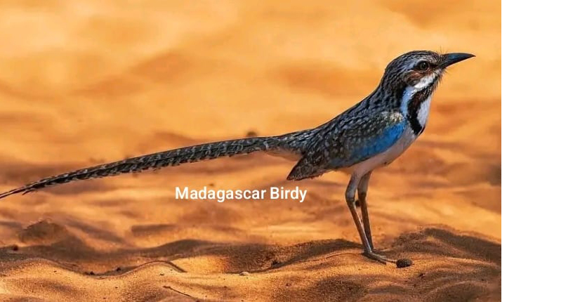 Long Tailed Ground Roller - endemic Madagascar bird