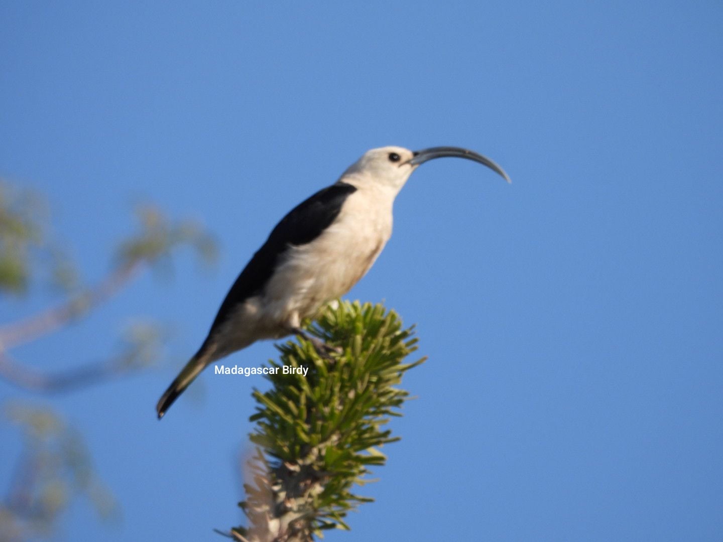 Sickle-billed Vanga - endemic Madagascar bird