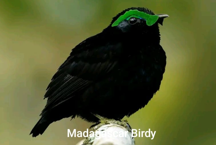 Velvet Asity - rare endemic Madagascar bird