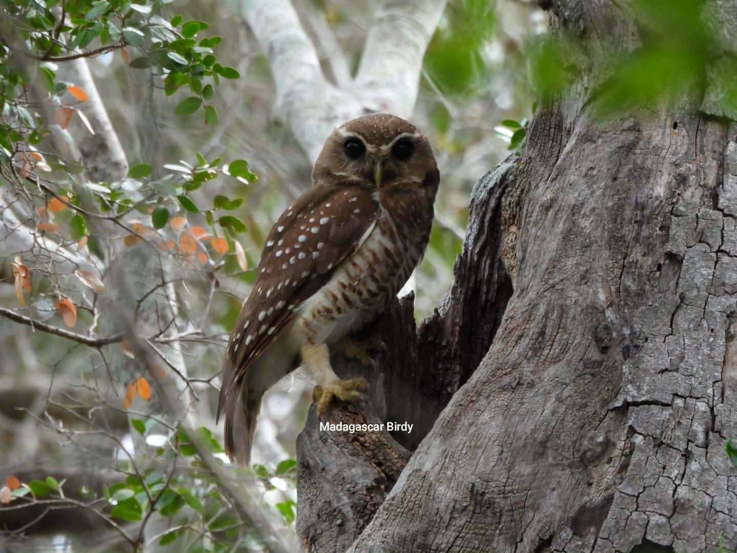 White Broad Owl - Madagascar endemic owl