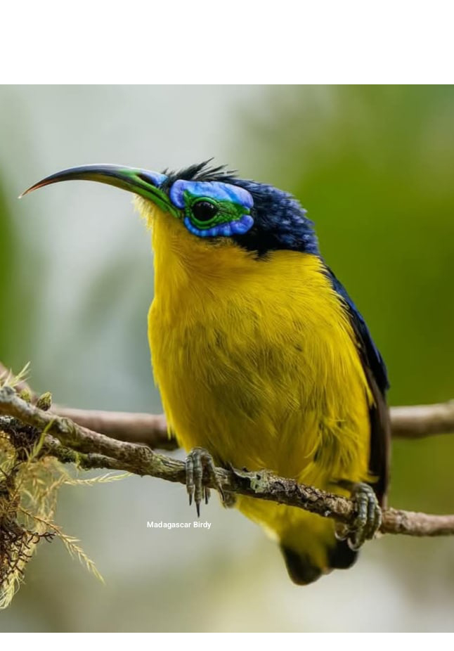 Yellow-bellied Sunbird-Asity - endemic Madagascar bird